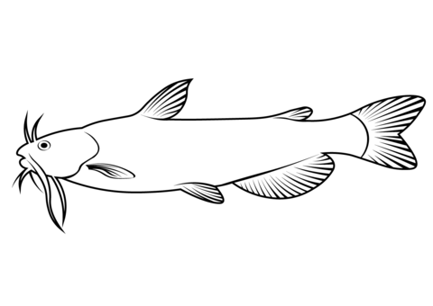 White Bullhead (Ameiurus Catus) Coloring Page